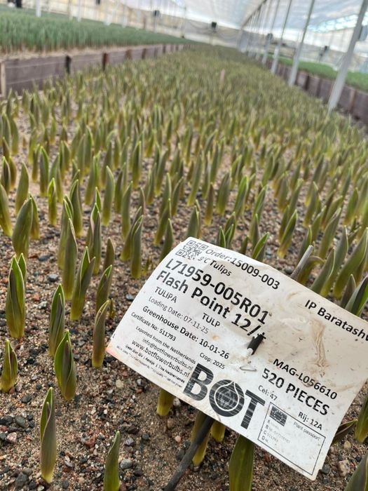 Тюльпаны оптом |8 марта |от 360 тенге