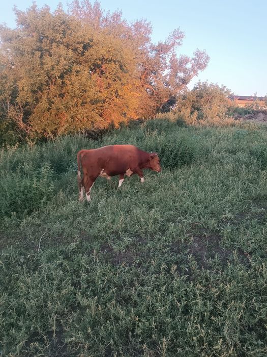 Продам 2 бычков не кострированые
