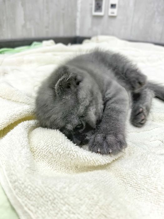 Scottish Fold intelligent mushukchasi. Интеллигентный котёнок Фолд