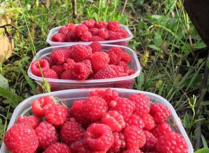 butasi zmeura rubin,cayuga,,Polka butasi mur anul 2 -50+25 gratis