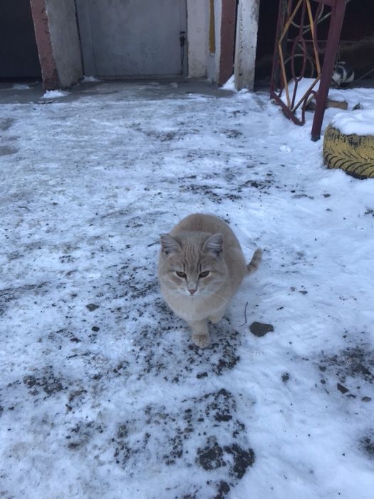 Котёнок, в хорошие руки