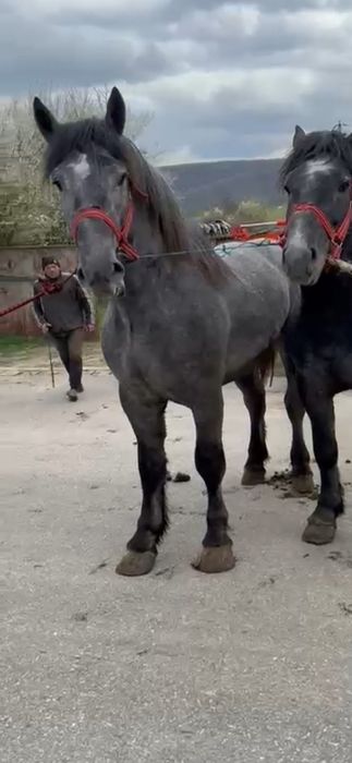 Mânz 1.an jumate 1,75 grabăn 650.kg