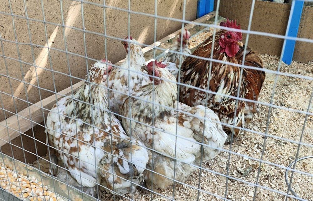 Карлик Парселан Оксар сотувда камёб зот