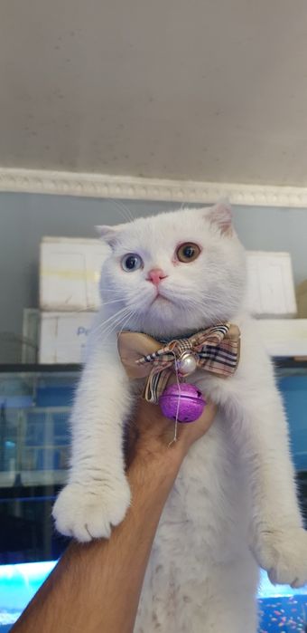 Yirtilgan eshaklar bilan yalangoch ayollarning doggy uslubidagi fotosuratlari