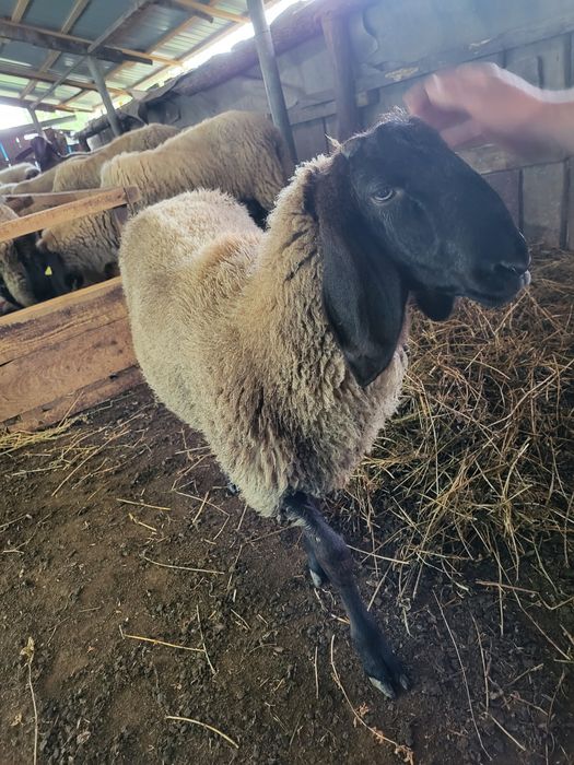 Berbec sârbesc de vanzare