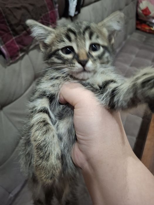 Продаётся котята (2 месяца)

Дата рождения: 1 марта
Есть:
— чёрн