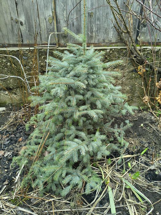 Сребрист смърч (Picea pungens)
