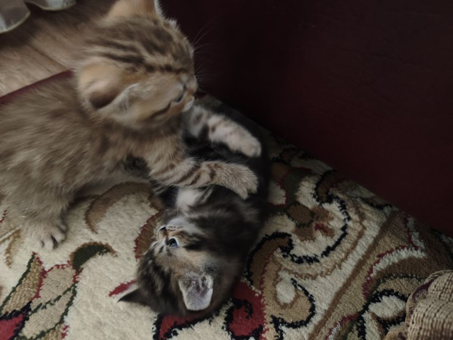 Шотладские котята