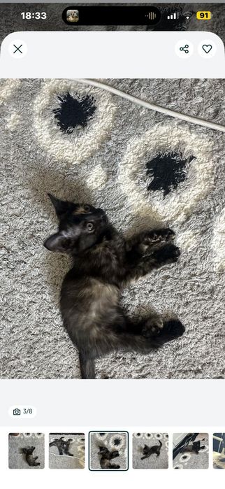 Отдам в добрые руки котенка девочка