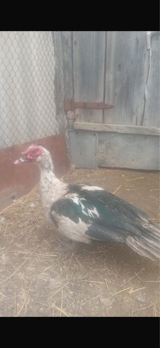 Мускусный индоутка самец