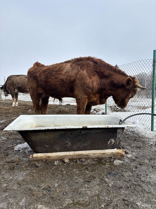 Продам быка, 2 года