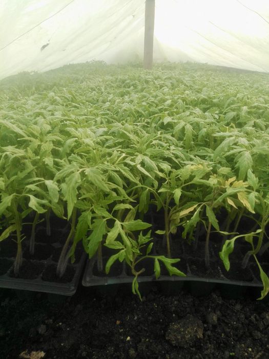 Vând răsad de roșii