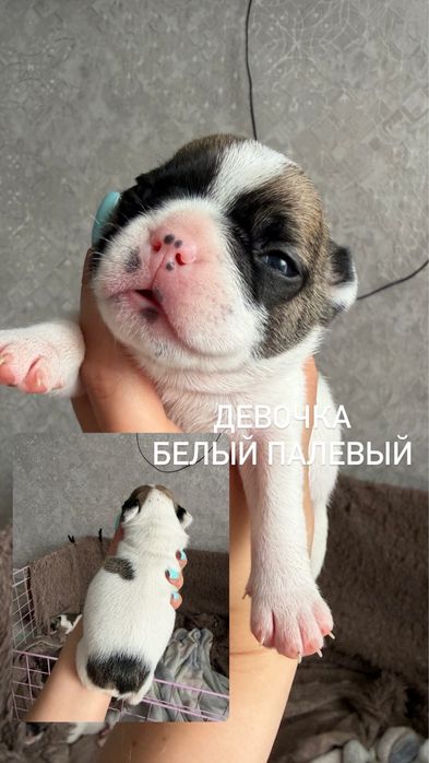 Франдкзкий бульдог