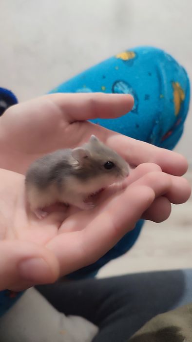 Продаются хомячки