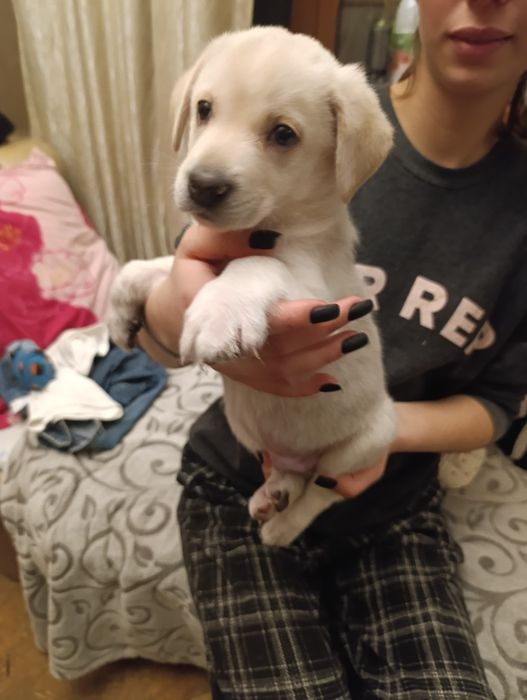 Ищем семью для щенка