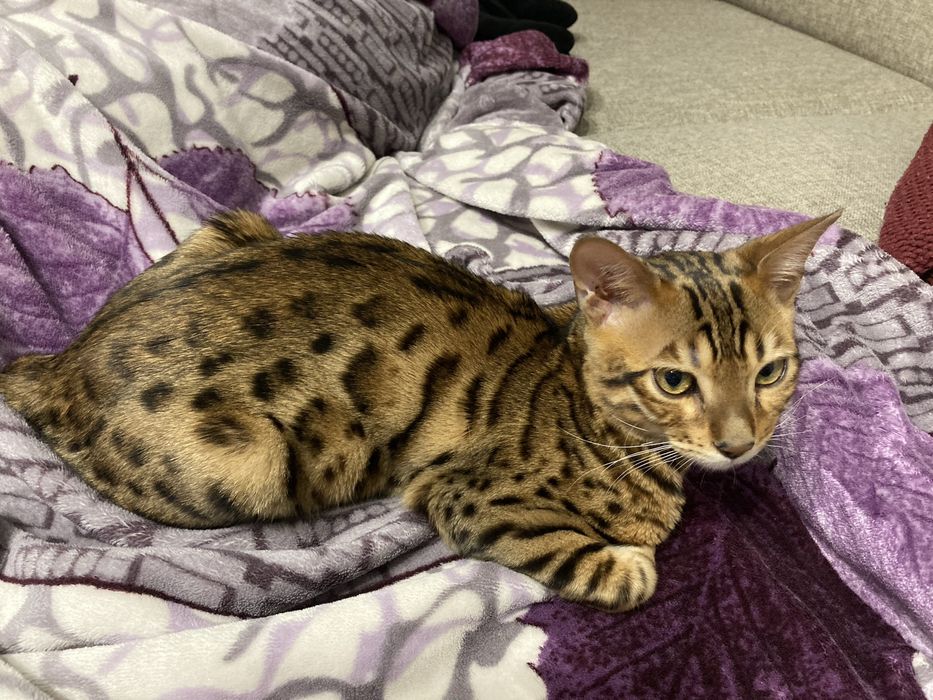 Пропал кот бенгал.