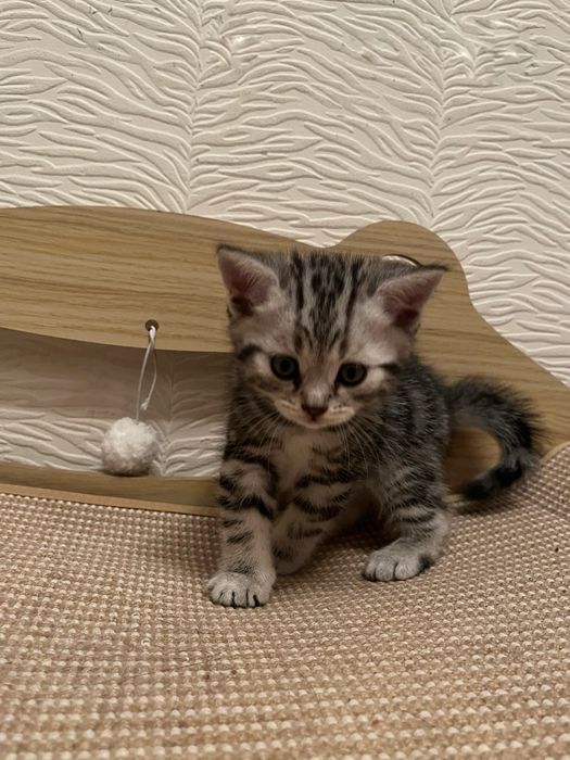 Котята британцы 1,5 месячные