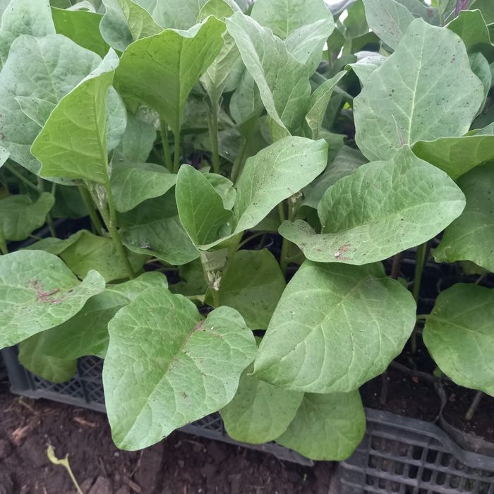 Продам рассаду из проффсемян