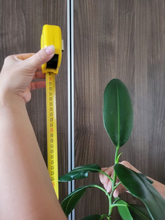 Продам фикус высокий