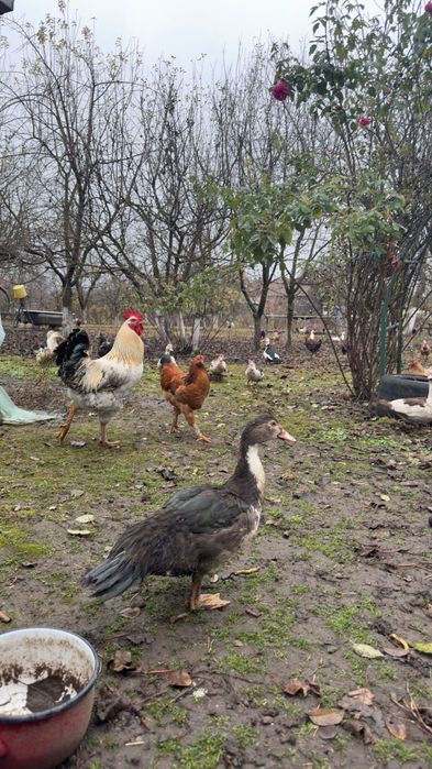 Vând rate .Crescute cu porumb și viermi