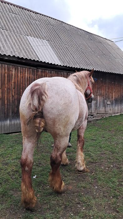 Iapă de vânzare de 5 ani