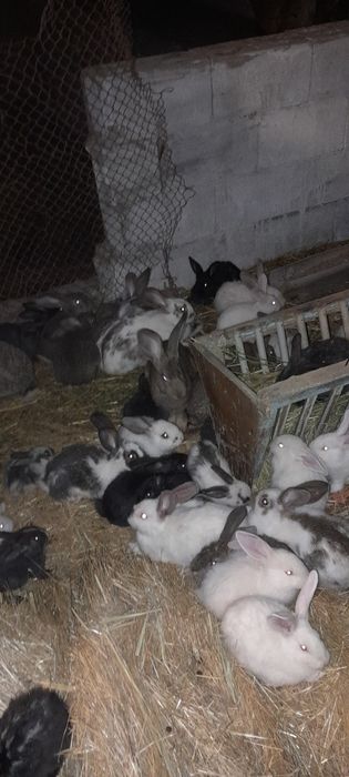 Кролики разных пород