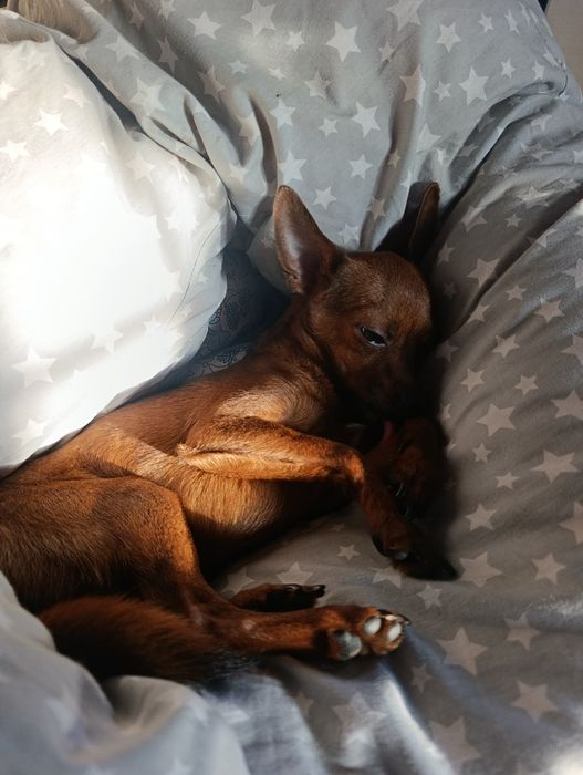 Предлагается кобель для вязки