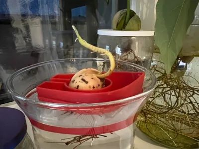 Suport Germinare Avocado (Avocado Sprouter) - Design Plutitor