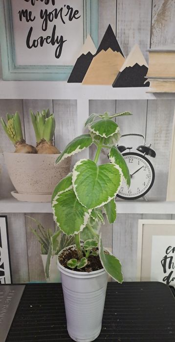 Продам комнатные растения