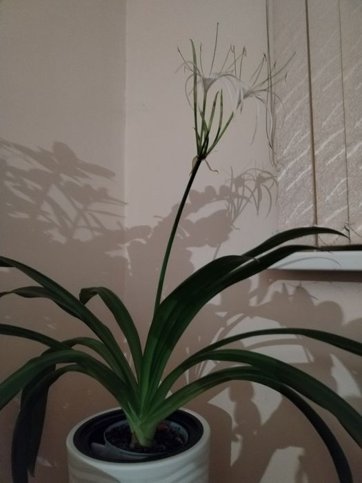 Гименакаллис комнатный