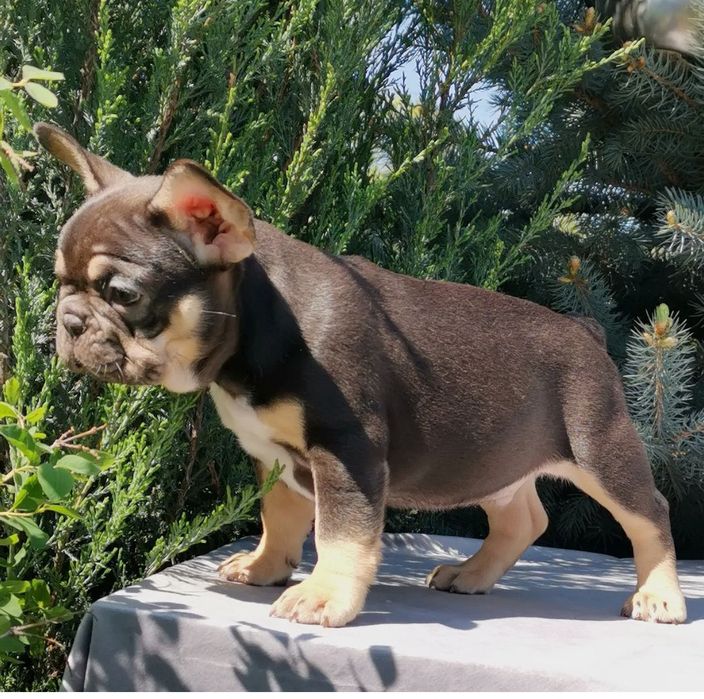 Французский бульдог