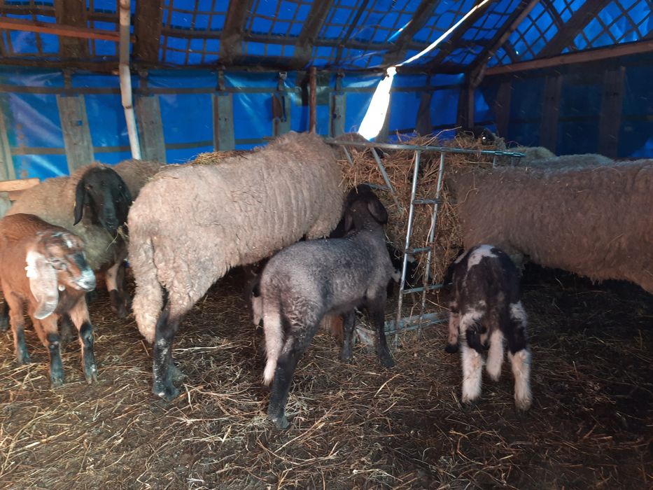 Vând  catabase sârbești  11 oi un berbec și 7 miei