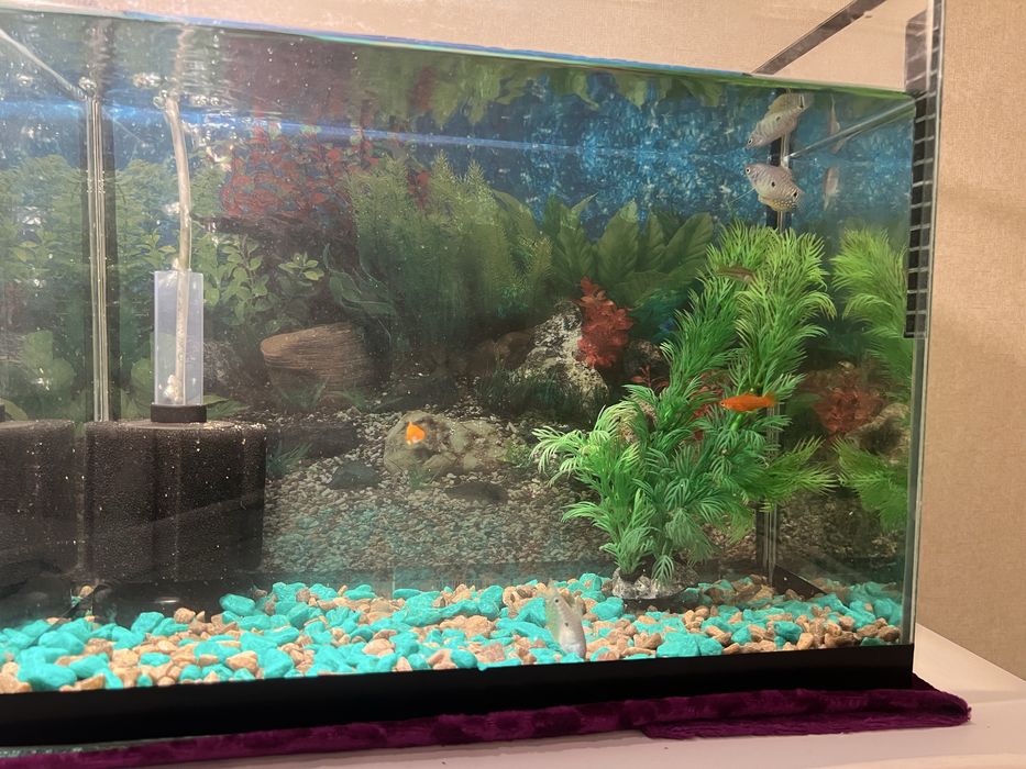 Продам аквариум 20 л с рыбками