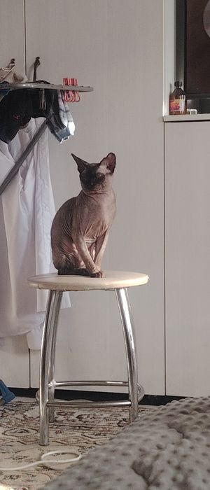 Сфинкс Канадский.