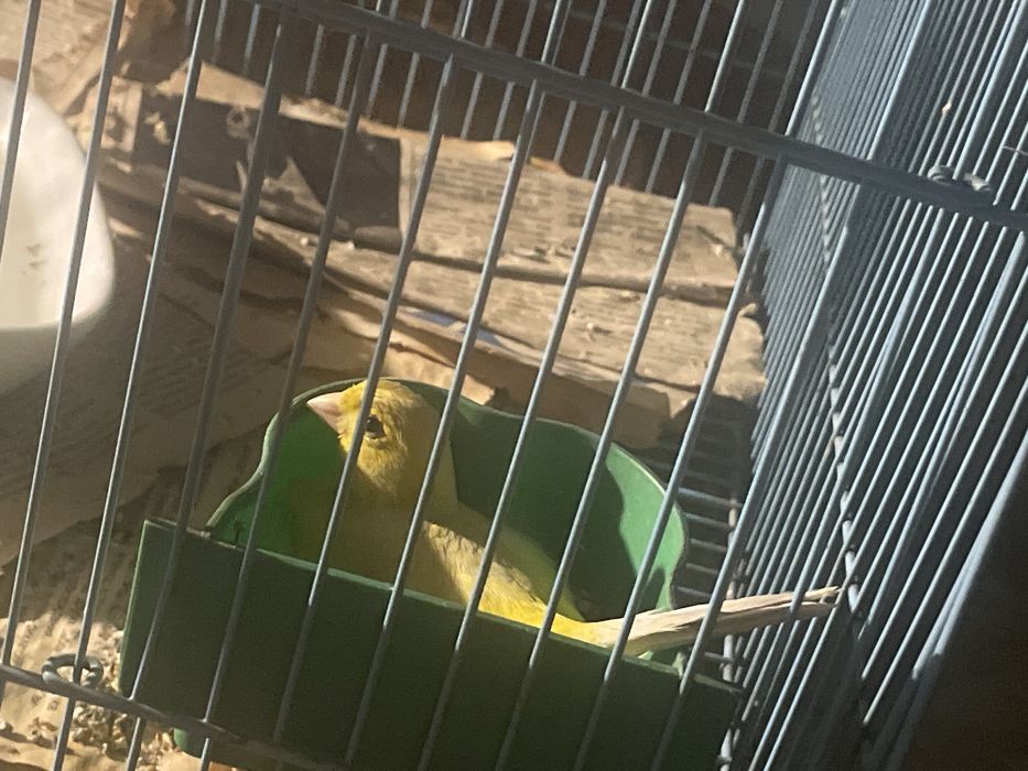 Продам канарейку