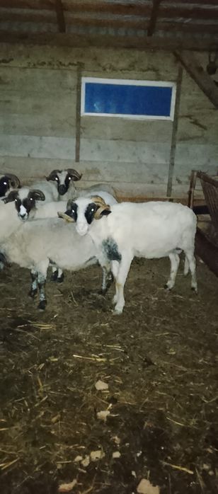 Vând un berbecuț și ²mele și un mascul