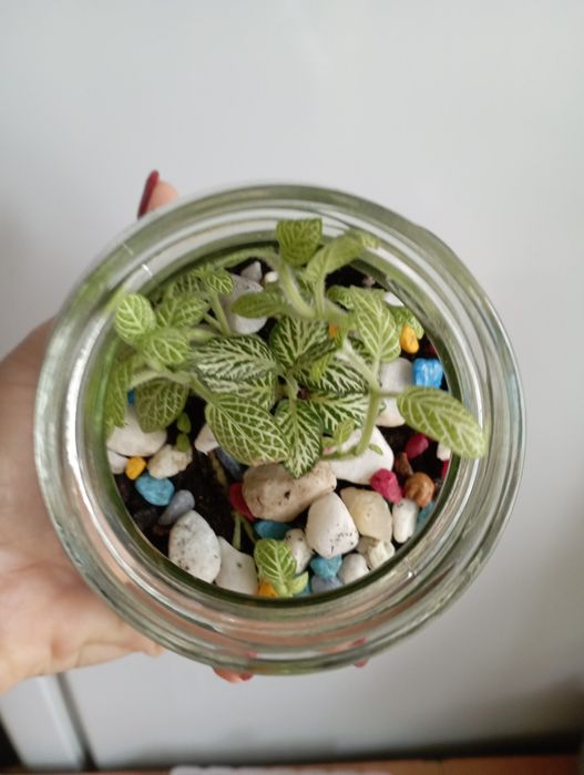 Фитония во флорариуме