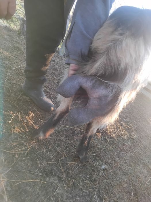 Vând capre bune de lapte