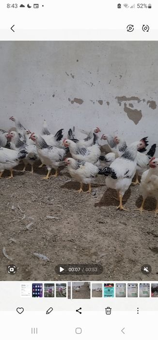 Adler serbrist tozasi sotiladi