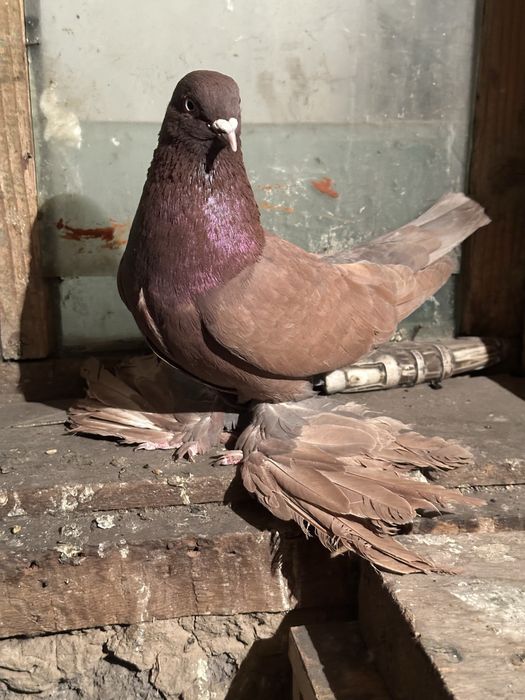 Продам Голубей г. Алатау