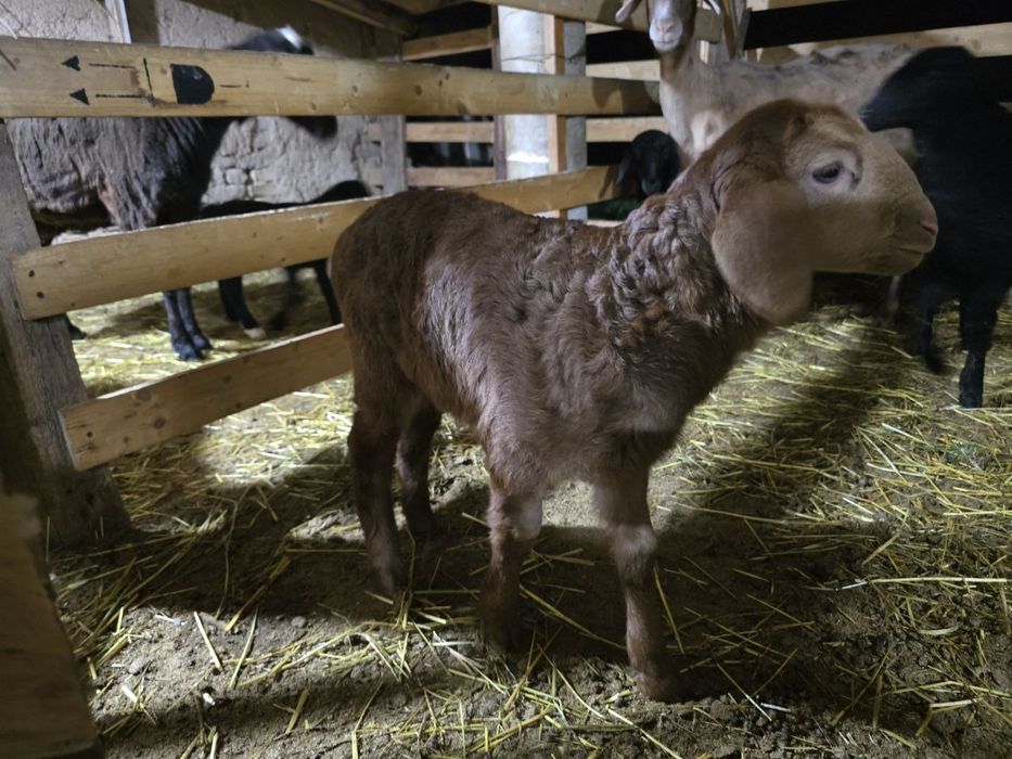 Yosh qõzi bir oyli sotiladi