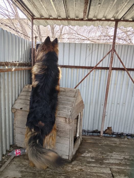 Молодой жених ищет невесту