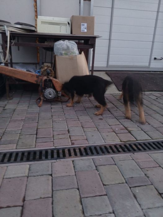 Продам или обмен сучку овчарки!