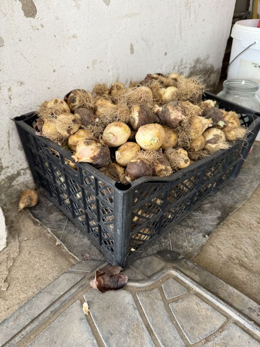 Лукоцивы  тюльпана сорт