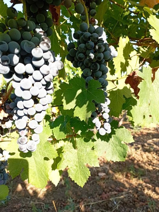 Продава се Земеделски имот в с. Брестовица, Област Пловдив -  кв.м за 230 €/дка - Снимка #2