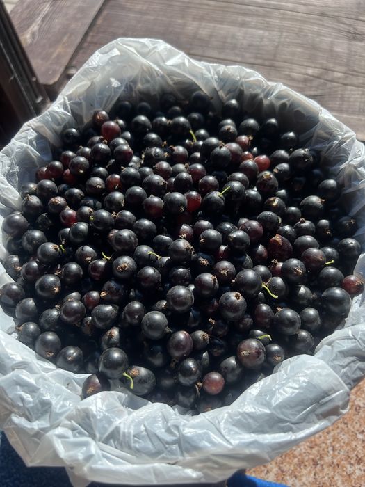 Смородина продам