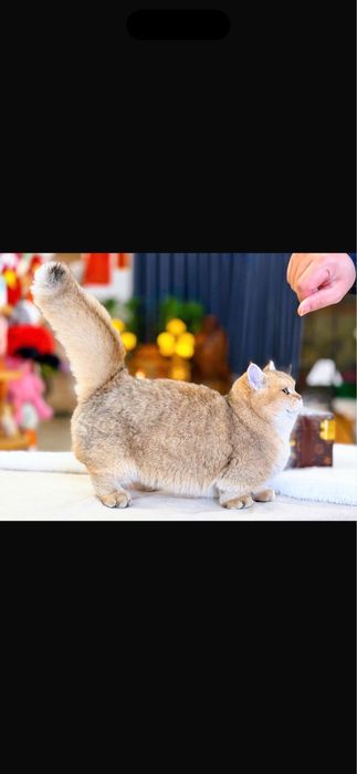 Вязка Манчкин Munchkin