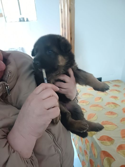 Немски овчарки Момичета