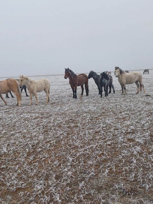 Айғыр 7-жасар сатылады