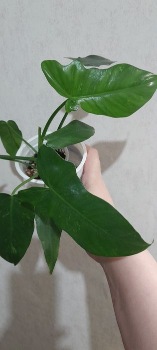 Филодендрон Золотой Дракон